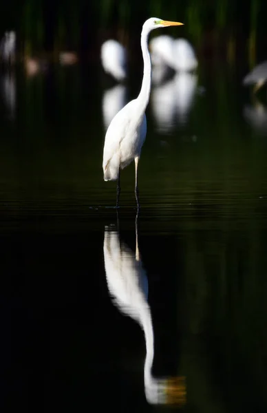 Silberreiher Teich Fotografie Eines Reihers Einer Natürlichen Umgebung — Stockfoto