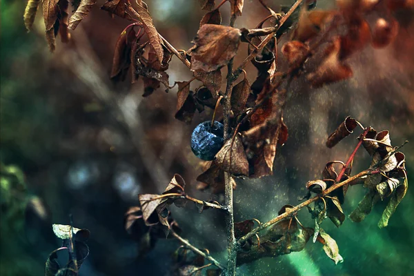 Zbliżenie jesień krzew tarniny — Zdjęcie stockowe