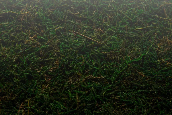 Achtergrond groene mos — Stockfoto