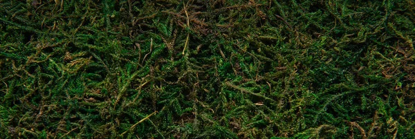 Background green moss