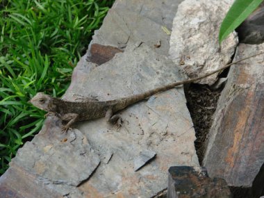 2009-08-26 India, Jaipur (Sony Cyber-shot Dsc-H5)