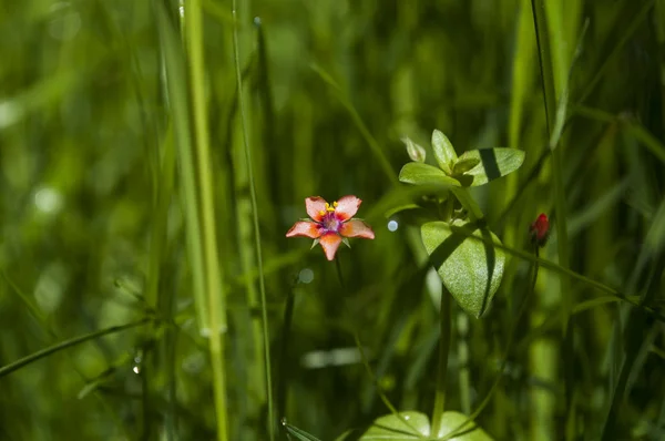 küçük pembe çiçek