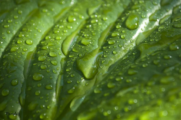 Yaprağın üzerine su damlıyor.