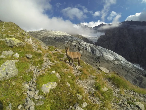 mountaine keçi korkuyor musun