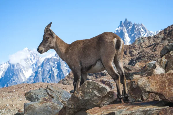 mountaine keçi korkuyor musun
