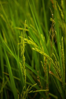 Çeltik pirinç Yasemin yakın çekim