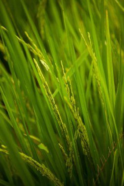 Paddy yeşil pirinç, yakın çekim