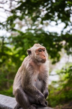 Kahverengi kaipa oturma duvara tek başına