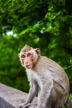 Brown kaipa bak duvara kamera tek başına oturmak