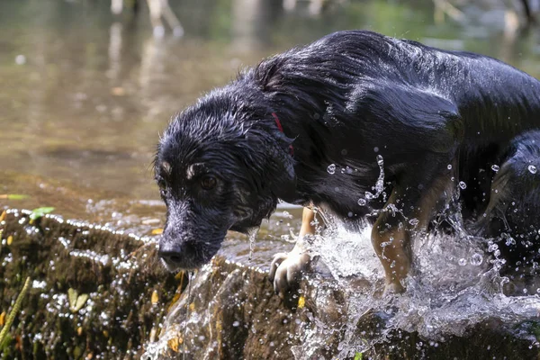 ぬれた犬が池から登り ストック画像