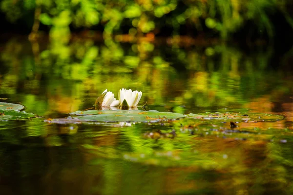 Nenúfar en el estanque — Foto de Stock