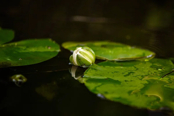 Nenúfar en el estanque — Foto de Stock