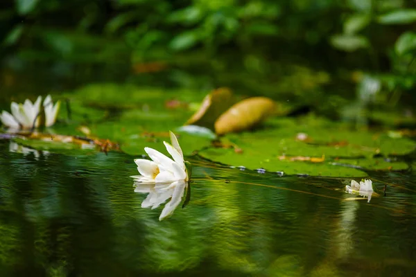 Nenúfar en el estanque — Foto de Stock