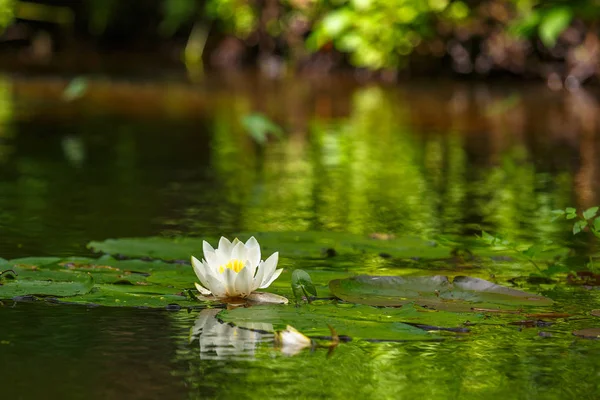 Waterlily în iaz — Fotografie, imagine de stoc
