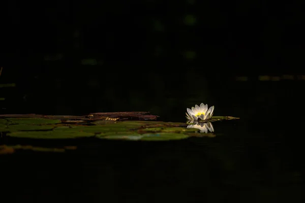 Waterlily în iaz — Fotografie, imagine de stoc