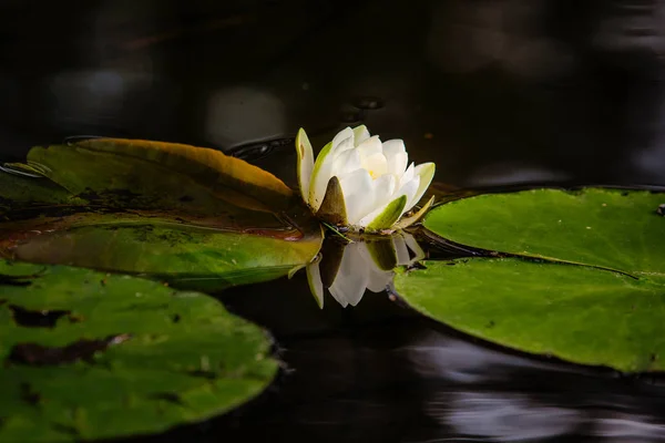 Waterlily na lagoa — Fotografia de Stock