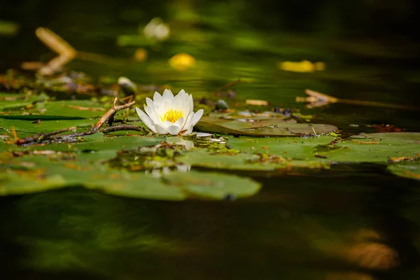 Waterlily na lagoa Imagem De Stock