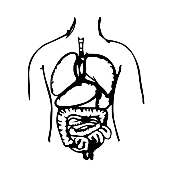 Mano dibujar cuerpo órgano icono — Vector de stock