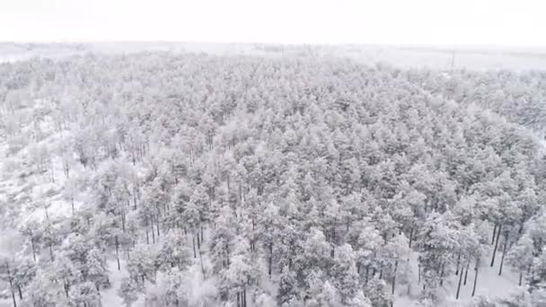 Voar Drone Sobre Uma Floresta Pinheiros Coberta Neve Inverno — Vídeo de Stock