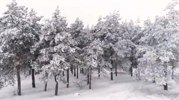 冬の雪に覆われた松林の上にドローンを飛んで — ストック動画