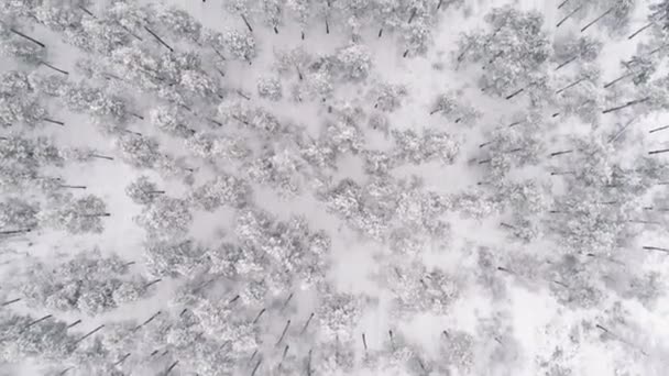 在雪地覆盖的松林上空盘旋 — 图库视频影像