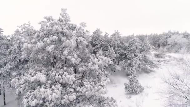 Kışın Karla Kaplı Bir Çam Ormanında Uçurmak — Stok video