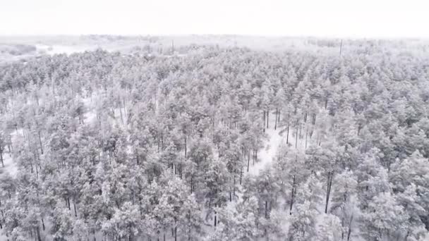 Voar Drone Sobre Uma Floresta Pinheiros Coberta Neve Inverno — Vídeo de Stock