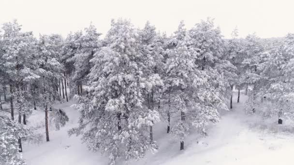 Volando sobre un bosque de pinos cubierto de nieve de invierno — Vídeos de Stock