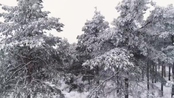 Volando sobre un bosque de pinos cubierto de nieve de invierno — Vídeo de stock