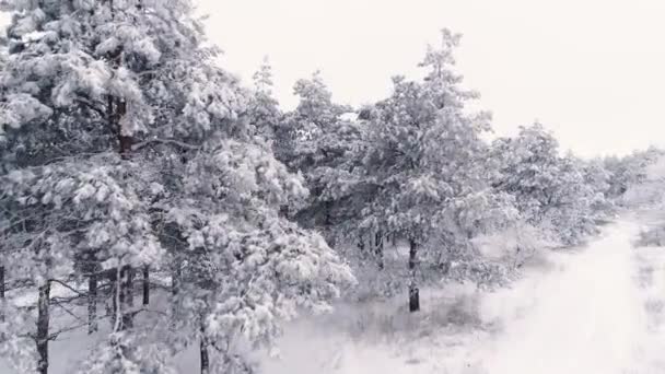 Voando sobre uma floresta de pinheiros coberta de neve de inverno — Vídeo de Stock