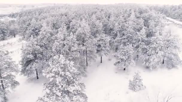Latanie nad zimowym lasem sosnowym pokrytym śniegiem — Wideo stockowe