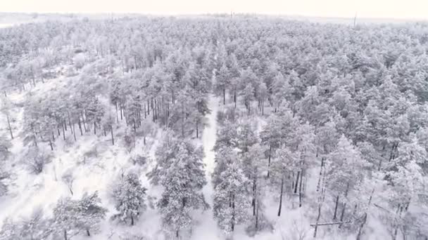 冬の雪に覆われた松林を飛ぶ — ストック動画
