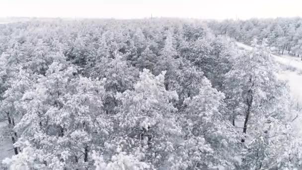 Kışın karla kaplı bir çam ormanında uçarken — Stok video