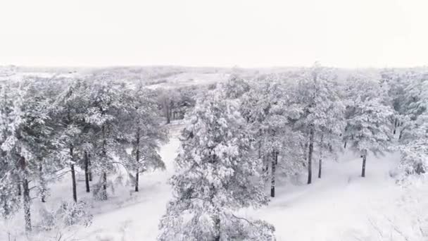 冬の雪に覆われた松林を飛ぶ — ストック動画