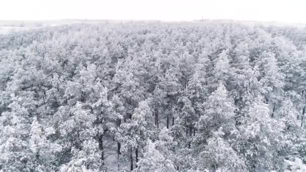 Latanie nad zimowym lasem sosnowym pokrytym śniegiem — Wideo stockowe