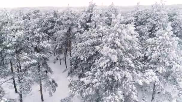 Voando sobre uma floresta de pinheiros coberta de neve de inverno — Vídeo de Stock
