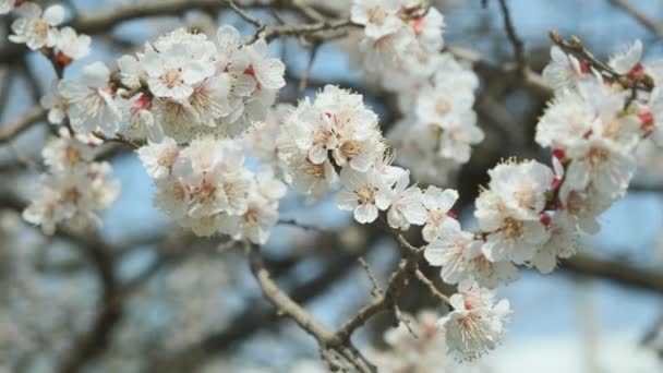 Flowering apricot in the spring. Beautiful spring sunny floral backround, closeup. 4K video footage — Stock Video