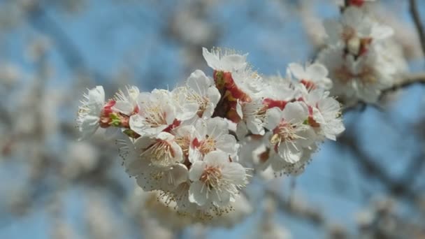 Na jaře kvetoucí meruňka. Krásné jarní slunečné květinové pozadí, detailní záběr. Video - 4K — Stock video