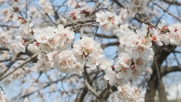 Virágzó sárgabarack tavasszal. Gyönyörű tavaszi napfényes virágos háttér, közelkép. 4K videofelvétel — Stock videók