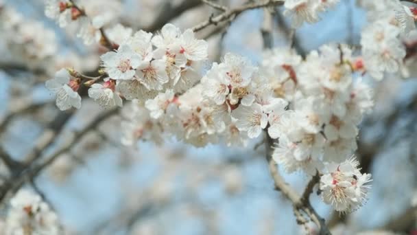 Albaricoque floreciente en primavera. Hermosa primavera soleado fondo floral, primer plano. Imágenes de vídeo 4K — Vídeo de stock