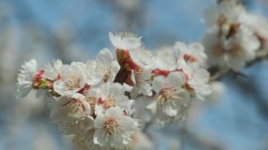 Baharda çiçek açan kayısı. Güzel ilkbahar güneşli çiçekli arka plan, yakın plan. 4K video görüntüleri