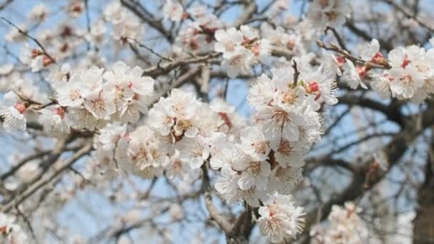 Floraison d'abricot au printemps. Beau printemps ensoleillé floral backround, gros plan. Vidéo 4K — Video