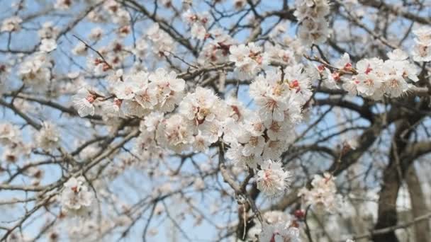 Floraison d'abricot au printemps. Beau printemps ensoleillé floral backround, gros plan. Vidéo 4K, moshion lent — Video