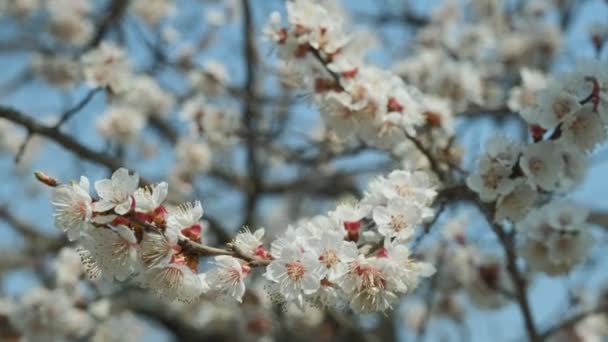 Floraison d'abricot au printemps. Beau printemps ensoleillé floral backround, gros plan. Vidéo 4K — Video