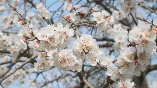 Albaricoque floreciente en primavera. Hermosa primavera soleado fondo floral, primer plano. Imágenes de vídeo 4K — Vídeo de stock