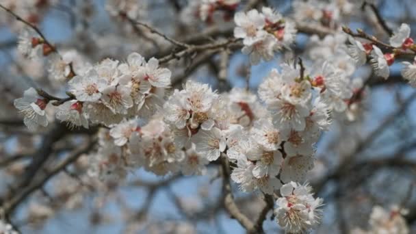 Bloeiende abrikoos in het voorjaar. Mooie lente zonnige bloemige backround, close-up. 4K-videobeelden — Stockvideo
