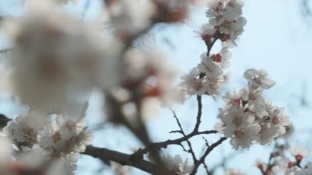 Albicocca fiorita in primavera. Bella primavera soleggiata sfondo floreale, primo piano. Video 4K — Video Stock