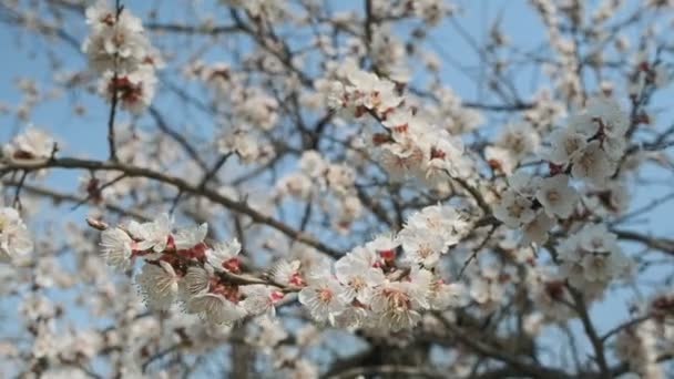 春にはアプリコットを咲かせます。美しい春の日当たりの良い花の背景、クローズアップ。4Kビデオ映像 — ストック動画