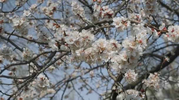 Alperce florido na primavera. Fundo floral ensolarado bela primavera, close-up. Imagens de vídeo 4K, moshion lento — Vídeo de Stock