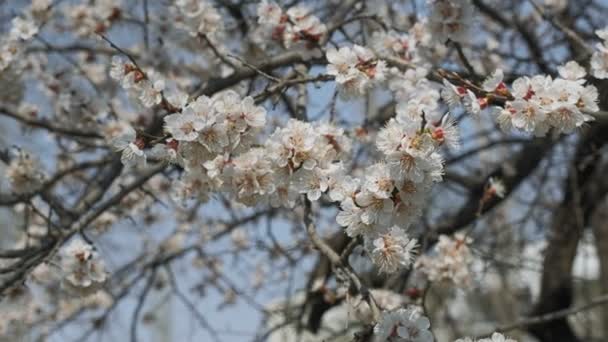 Alperce florido na primavera. Fundo floral ensolarado bela primavera, close-up. Imagens de vídeo 4K, moshion lento — Vídeo de Stock